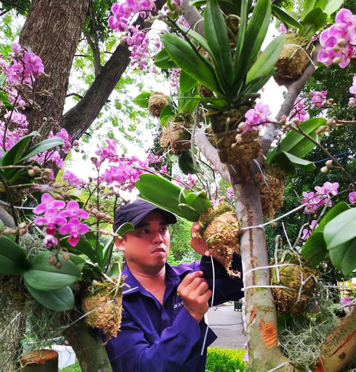 Những giò hoa lan khoe sắc thắm được kỳ vọng cuốn hút người xem