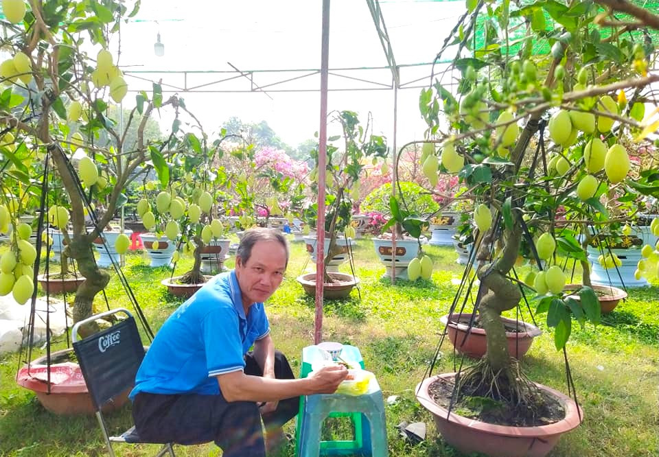 Nhà vườn bán cây xoài cảnh với giá 15 triệu đồng/chậu. Chủ vườn cho biết: "Các làng hoa mọc lên ngày càng nhiều, nguồn cung đa dạng, xoài của chúng tôi đẹp và giá rất vừa phải, hy vọng người thành phố sẽ mua giúp đỡ người trồng hoa".
