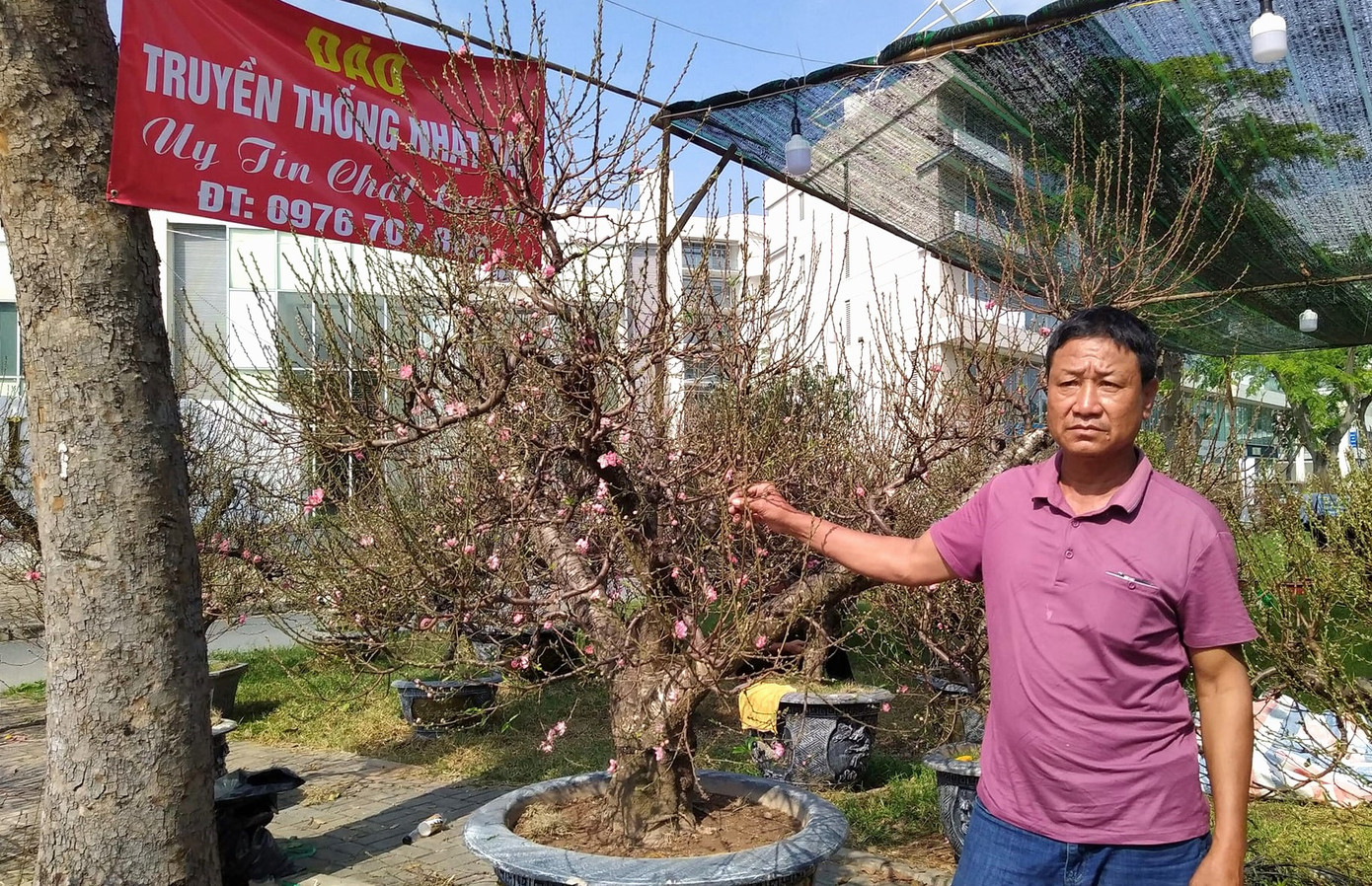 Anh Thảnh bên cây đào Nhật Tân cổ thụ. Anh nói: "Giá cây đào này khoảng 25 triệu đồng, rẻ hơn rất nhiều nếu so với cây mai cổ thụ kích thước tương đương song đến giờ chưa thấy ai hỏi mua".