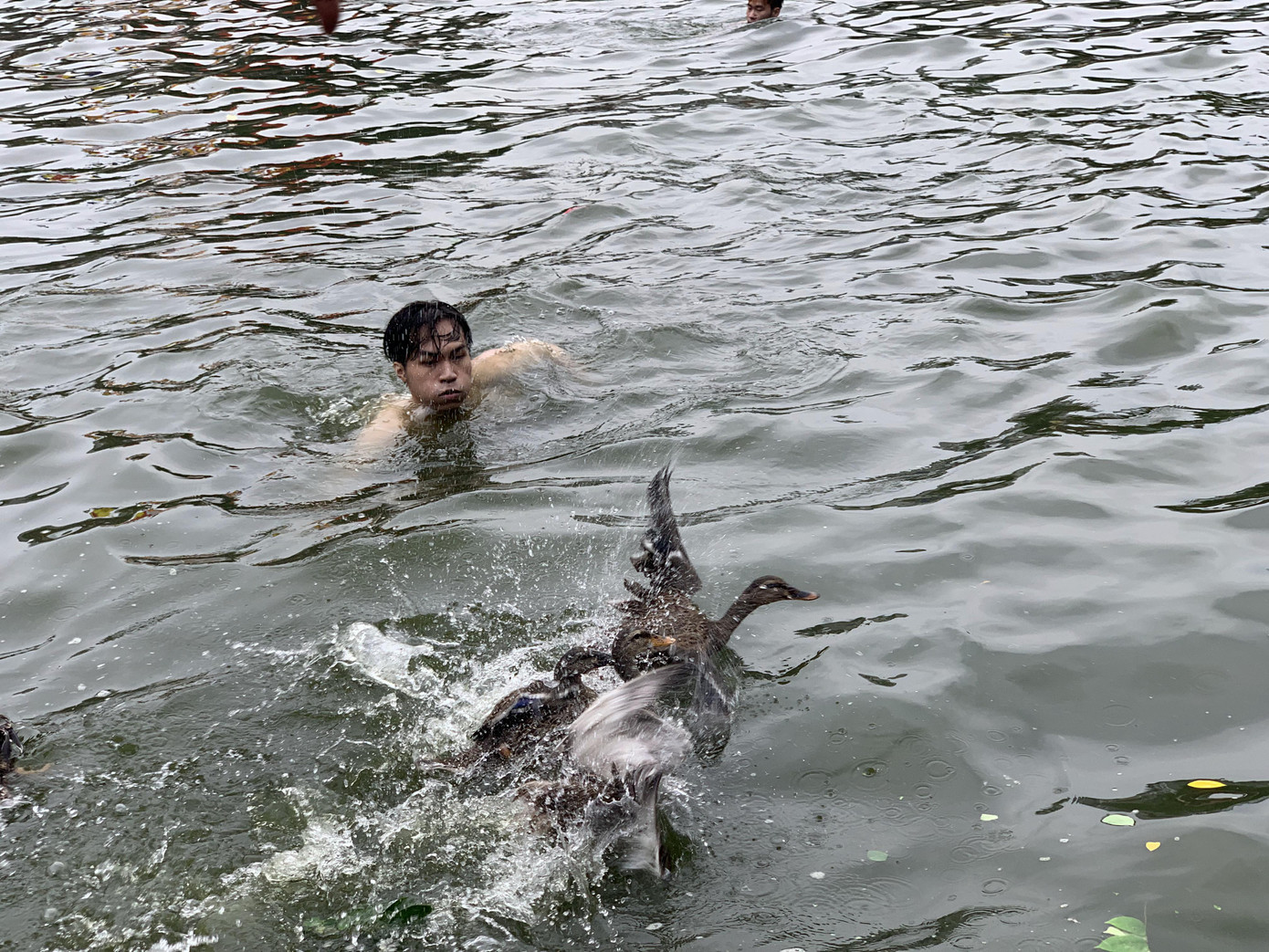 Trước sự bao vây, khép gọng kìm của cánh thanh niên, những chú vịt cuối cùng thi triển hết kỹ năng bơi lặn.