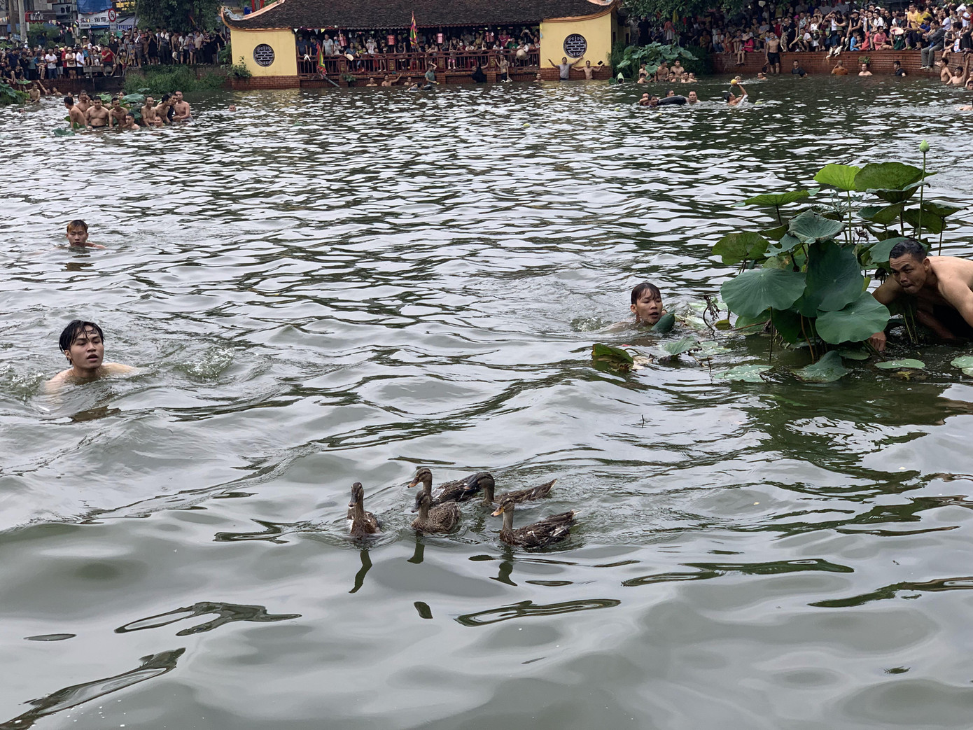 Trong vòng dăm phút, đàn vịt trắng đã bị tóm hết, còn lại những chú vịt đen bơi nhanh, lặn giỏi.