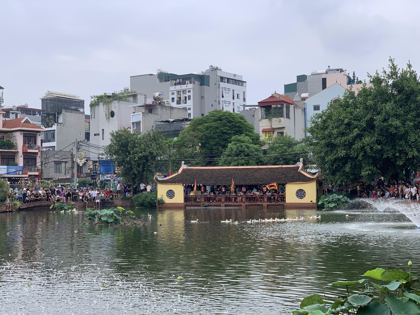 Hai đàn vịt trắng và đen khoảng trăm con đang bơi trong ao Chùa trước giờ lễ hội.