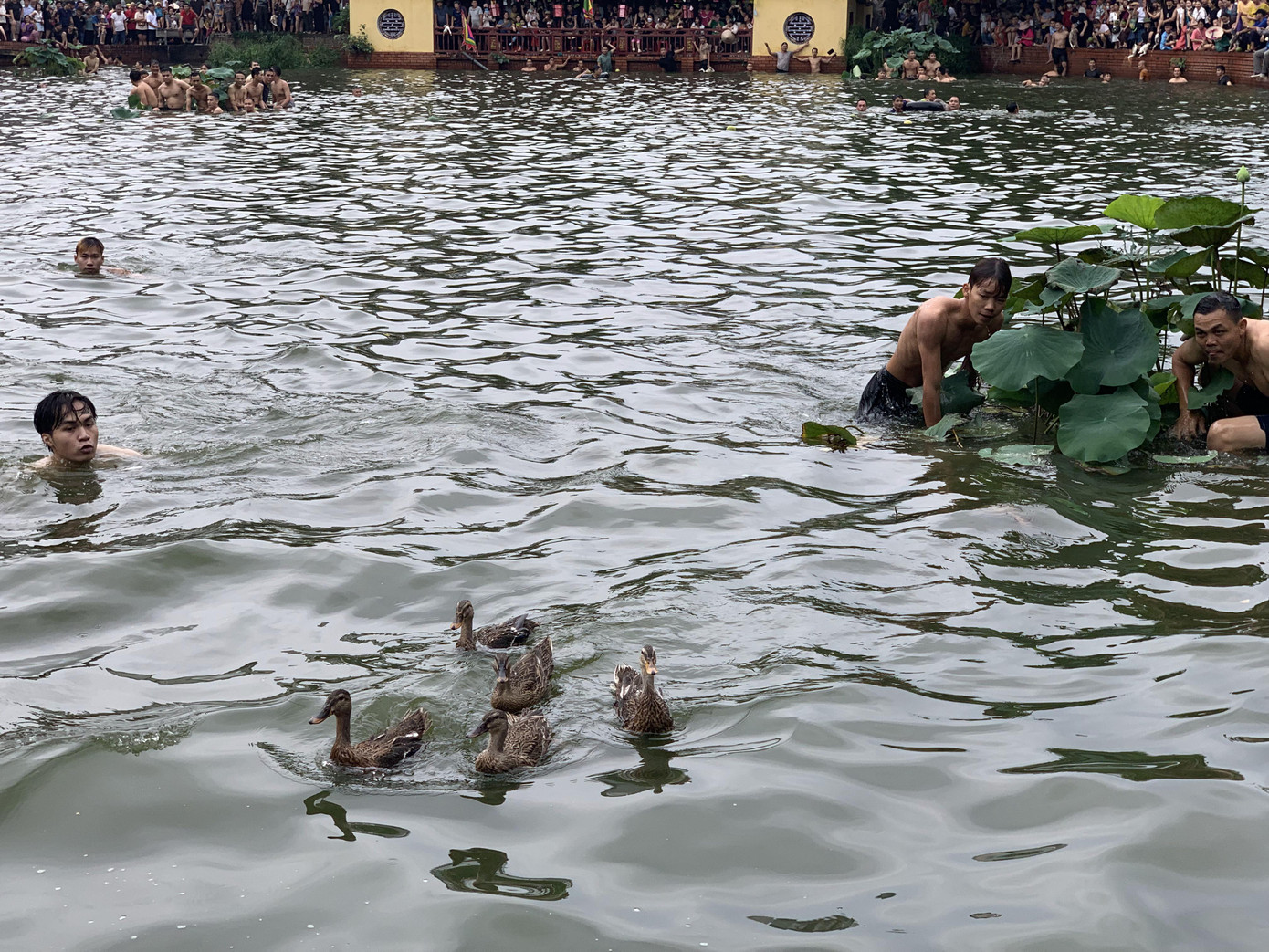 Cánh thanh niên đang nỗ lực bắt vịt trong lễ hội sáng 26/9/2023. Ảnh: Thái An.