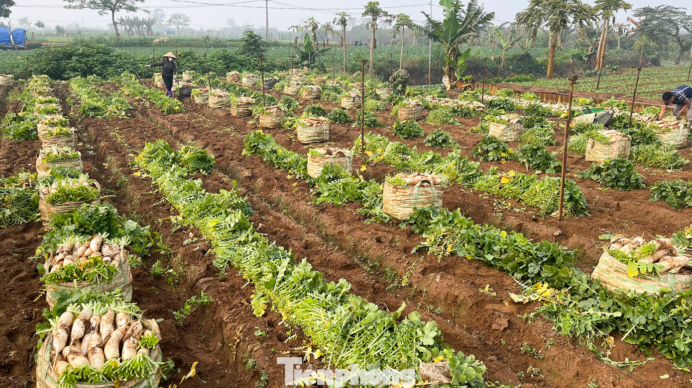 Ruộng củ cải trắng đang độ thu hoạch tại thôn Đông Cao.