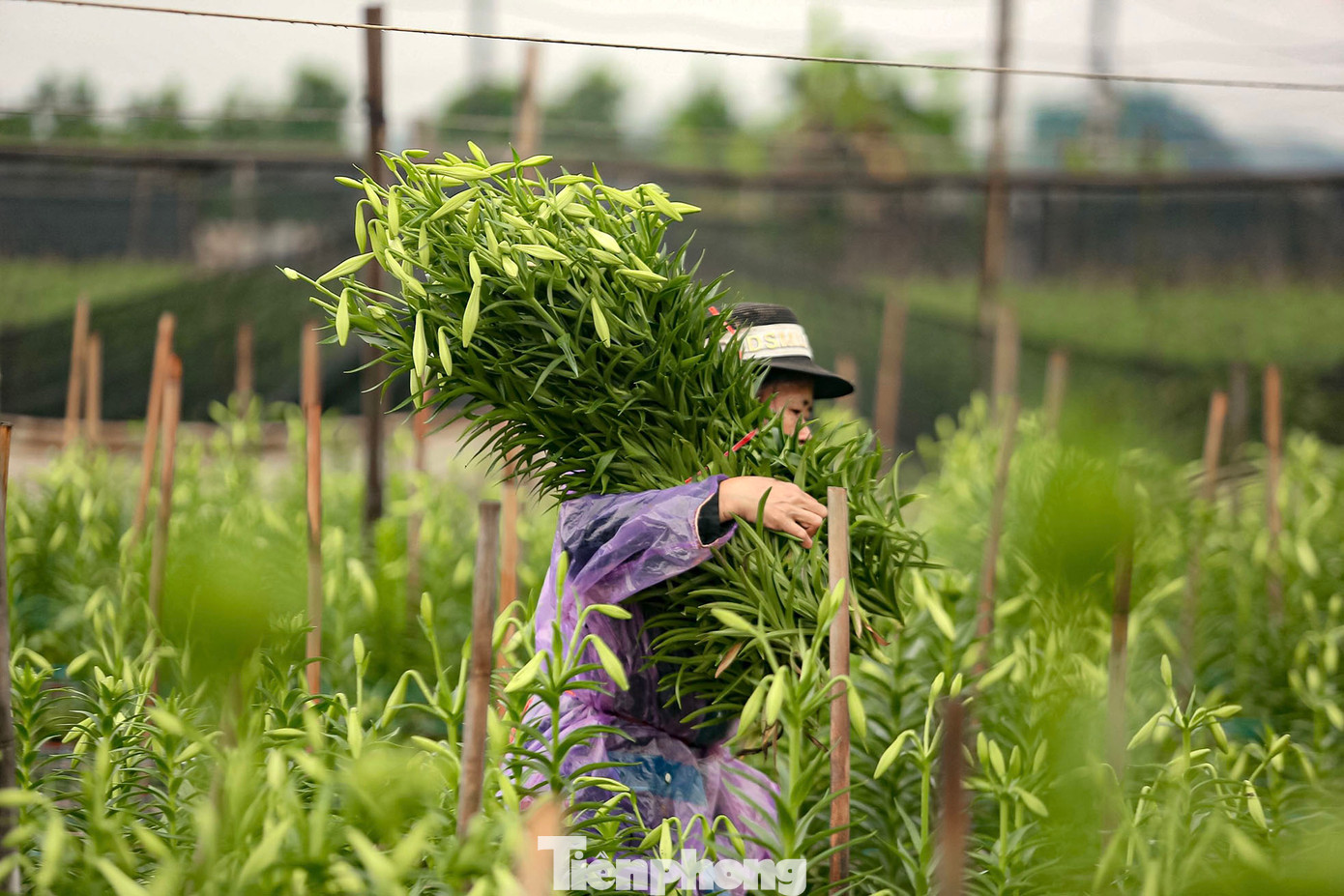 "Năm nay thời tiết đẹp, thuận lợi cho cây nên phát triển rất tốt, nhiều nhà vườn như chúng tôi phải thuê thêm nhân công mới kịp cắt để giao cho lái buôn" Bà Liên chia sẻ thêm.