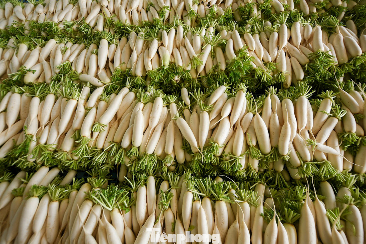 Sau khi rửa sạch, củ cải được hong khô chờ lái buôn tới thu mua.