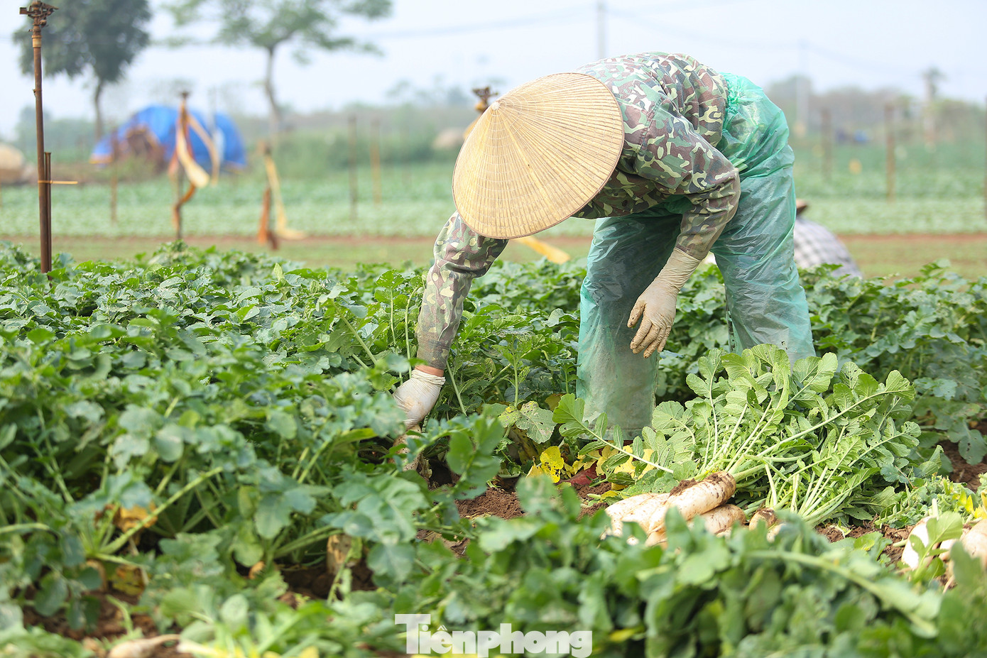 Đa phần người dân sẽ ra đồng nhổ củ cải từ 3 giờ sáng để tránh thời tiết nắng và kịp giao cho lái buôn.
