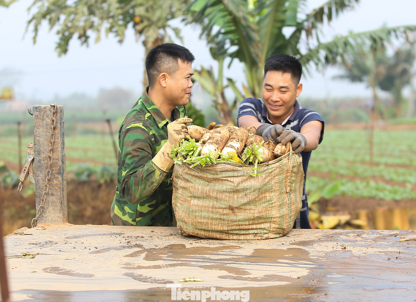 Những năm ảnh hưởng của COVID-19, củ cải rớt giá còn 1.000 đồng/kg cũng không có ai mua khiến nhiều gia đình phải thuê xe ô tô chở hàng tấn mang đi đổ bỏ. Giá củ cải năm nay nhỉnh hơn từ 6.000-7.000 đồng trên 1 kg. Trung bình mỗi một sào, người dân có thể thu về đến 50 triệu đồng.