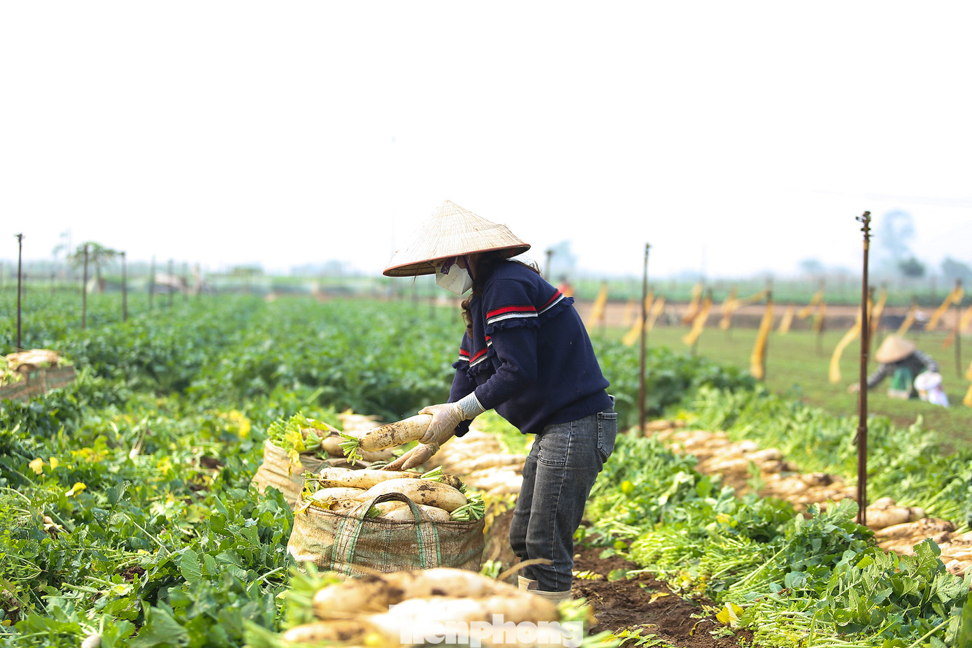 “Hai giống củ cải thì chúng tôi thiên về 2 mùa, của Hàn Quốc thì thiên về nắng nhiều còn Nhật Bản thì sẽ được trồng trong khoảng thời tiết mát hoặc hơi lạnh. Mỗi củ sẽ có trọng lượng khoảng từ 500g- 1kg, ăn có thể lúc đầu sẽ hơi đắng nhưng dần dần sẽ ngọt và mát. Lắm lúc người dân chúng tôi còn ăn sống tại vườn luôn” chị Nơi chia sẻ.