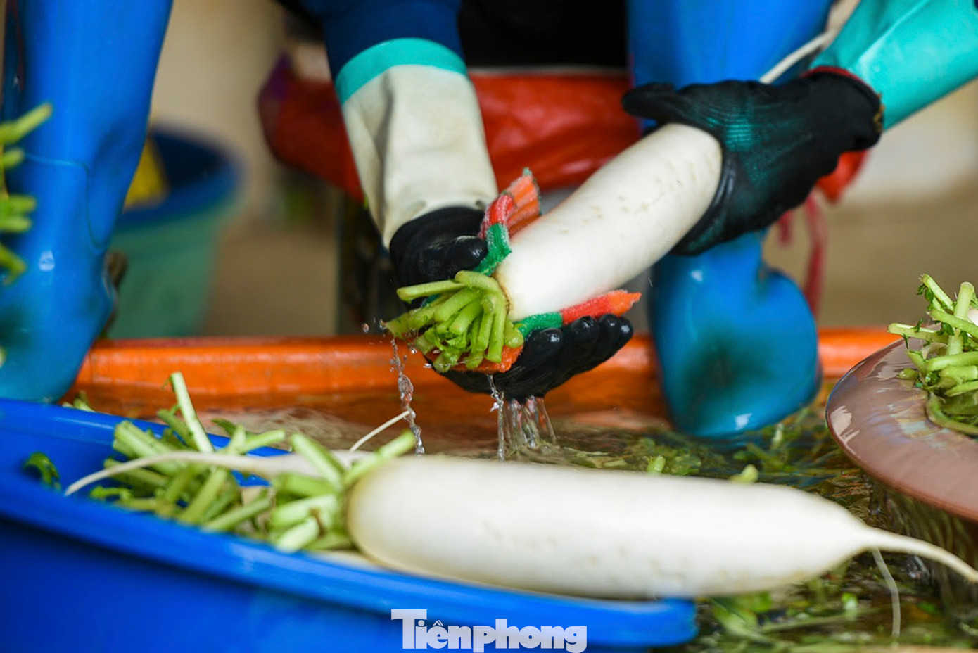 Vì vỏ ngoài của củ cải rất dễ trầy, xước nên công đoạn này đòi hỏi sự khéo léo và tỉ mỉ.