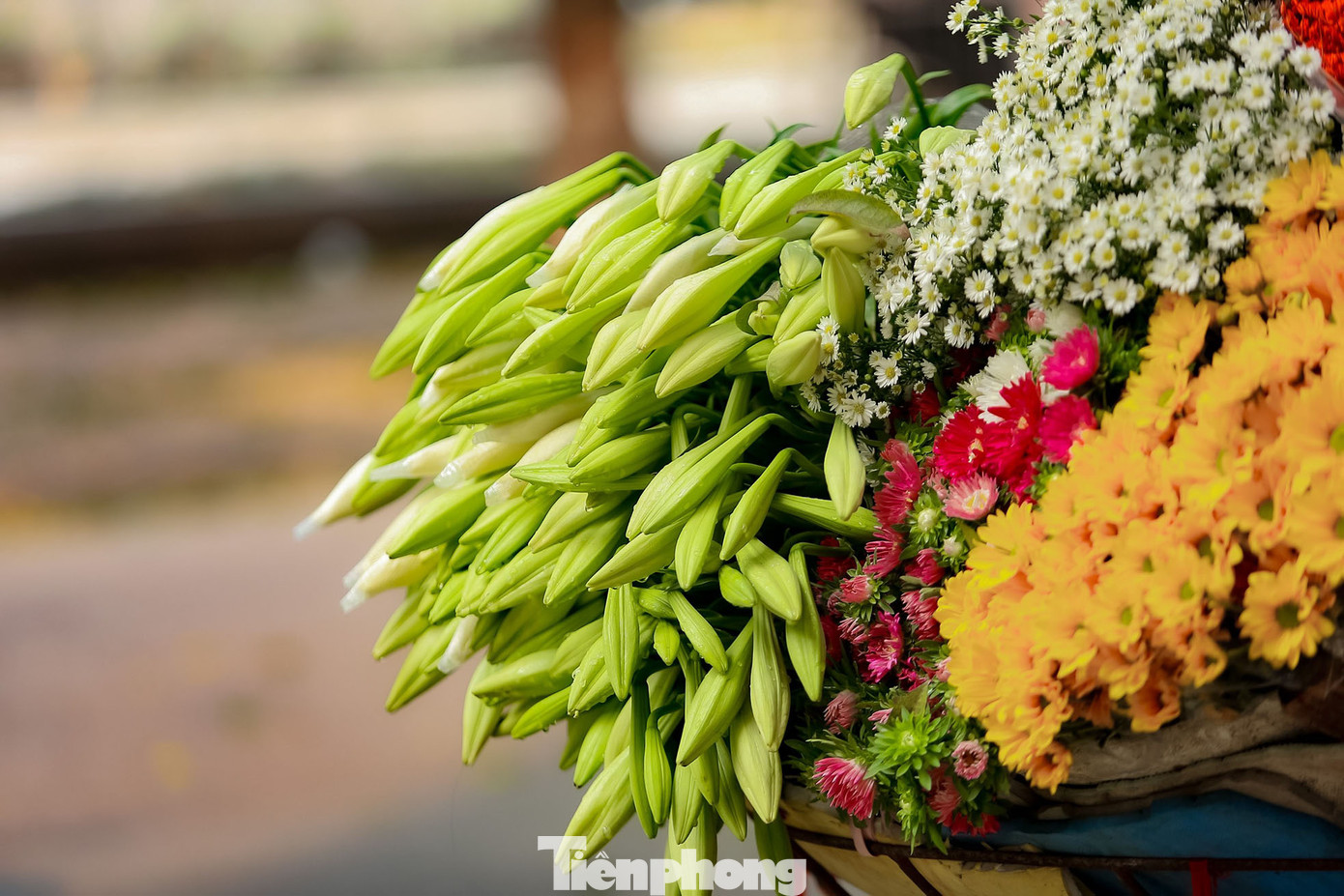 Để chơi được lâu, người mua nên chọn những bông hoa còn chớm nụ, chưa hoàn toàn nở hết. Những cành hoa được chọn cũng nên có từ 3-5 bông, không nên chọn cành hoa có từ 6-8 bông hay nhiều hơn. Vì cành hoa như vậy sẽ rất dễ bị rũ bông xuống, làm cho cây gẫy cành mất dáng.