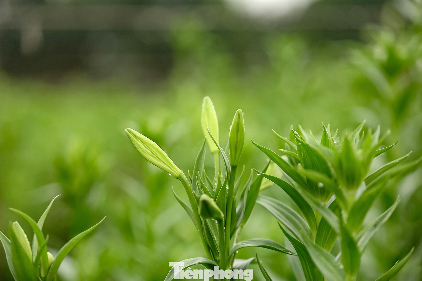 Hoa loa kèn chỉ trồng được vào mùa đông. Chúng được người dân ưa trồng vì dễ chăm sóc, củ giống giá rẻ và có thể trồng lại. Nếu được chăm sóc tốt, một củ giống có khi cho tới 15 - 18 bông hoa.