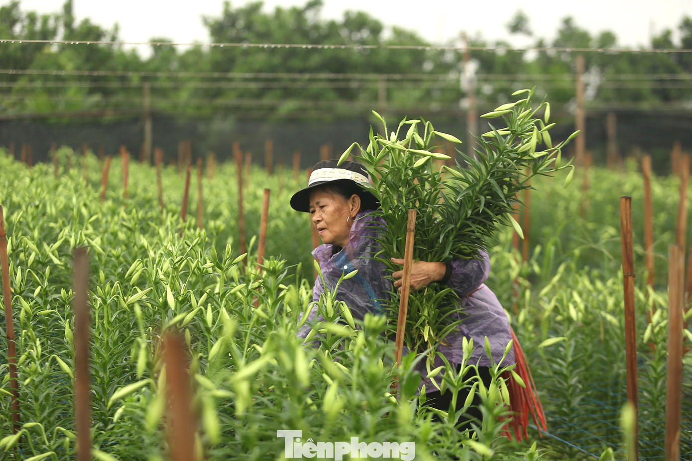 Cây hoa loa kèn được trồng từ củ. Lá hình mác thuôn dài, dầy, màu xanh hơi vàng, khá mềm mại, lá mọc thành dãy, mép nguyên, cuống ngắn hoặc không cuống. Hoa mọc trên cành, mỗi cành thường có 1-3 bông, cành cứng hơn thược dược nên ít bị gãy đổ.