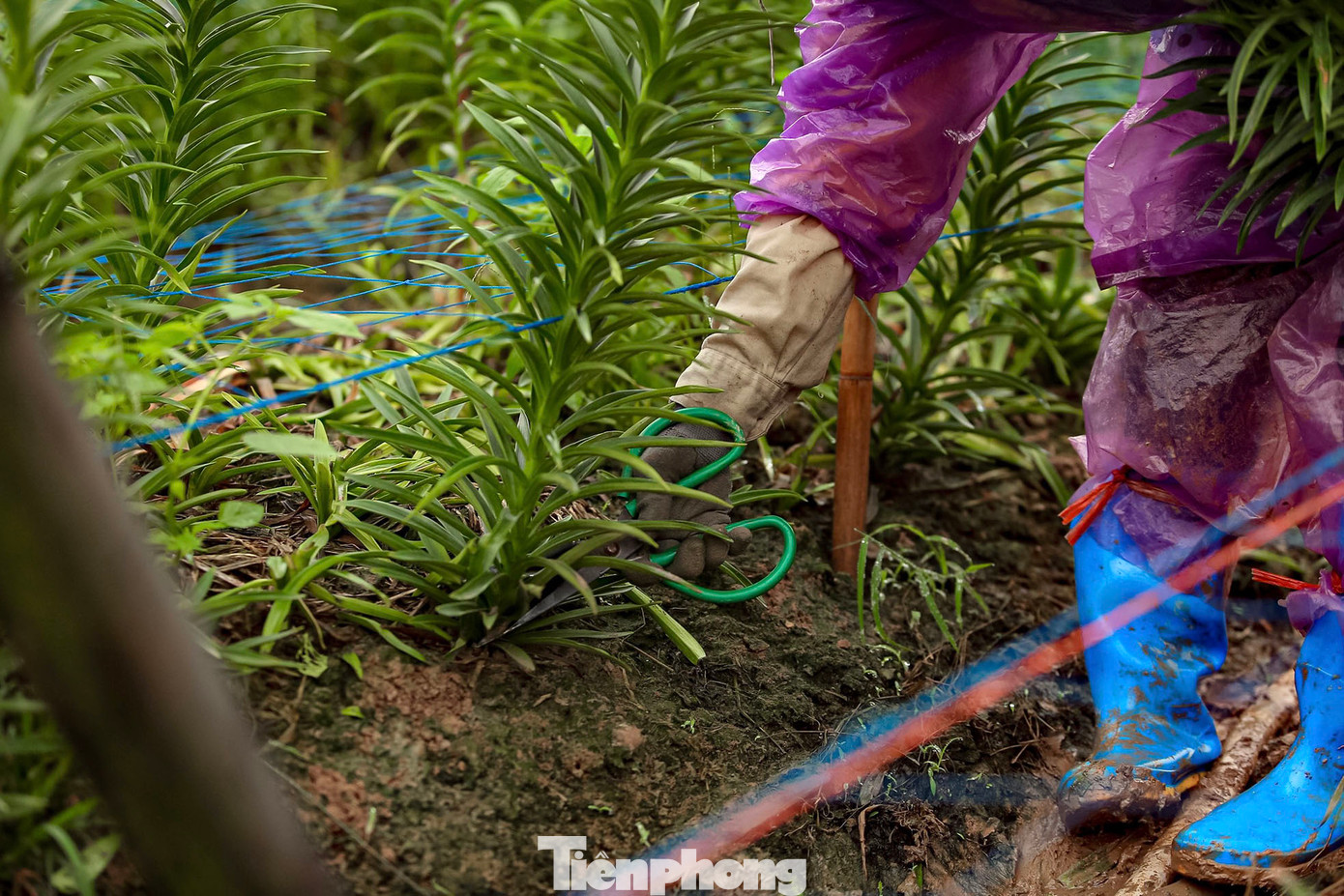 Những nụ hoa đã chuyển từ màu xanh sang trắng, có kích thước lớn sẽ được người trồng thu hoạch trước. Khi thu hoạch hoa loa kèn, người trồng hoa thường cắt gần gốc, để lại phần củ sinh trưởng, làm giống cho vụ sau.