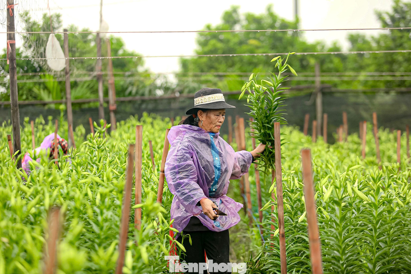 Loa kèn thường được trồng chủ yếu vào tháng 7, tháng 8 nhưng phải chờ đến tháng giữa tháng 3 năm sau mới được thu hoạch. Chúng được các hộ trồng ưa chuộng vì dễ chăm sóc, củ giống giá rẻ và có thể trồng lại.
