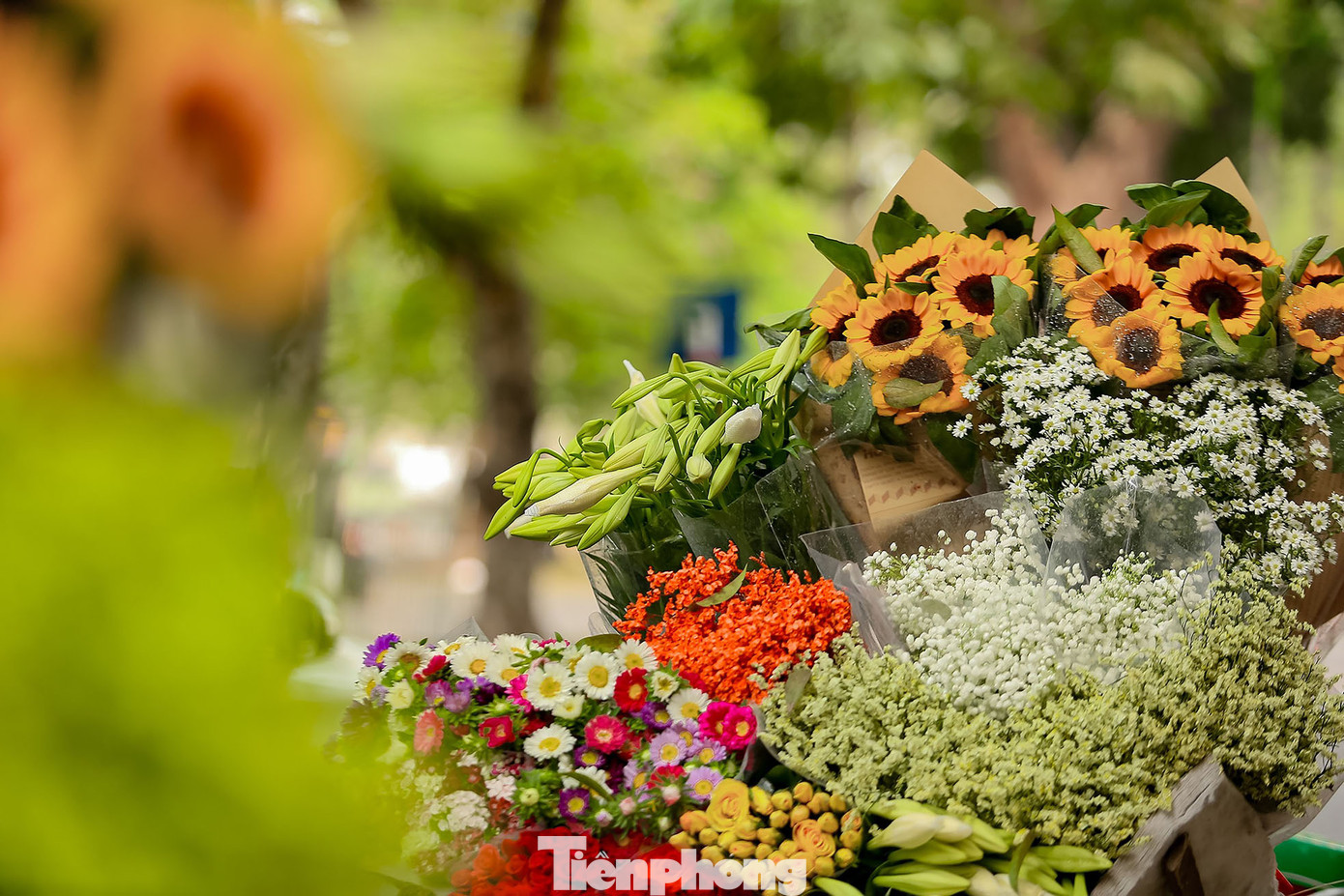 Ở Hà Nội, loa kèn thường được trồng ở Tây Tựu, Quảng Bá, Nhật Tân… Theo những người bán hoa, thời điểm này, loa kèn chủ yếu là giống “kèn ta”: bông nhỏ và ngắn nhưng khi nở, cánh hoa lại chuyển sang màu trắng muốt, toả hương thơm dịu dàng.