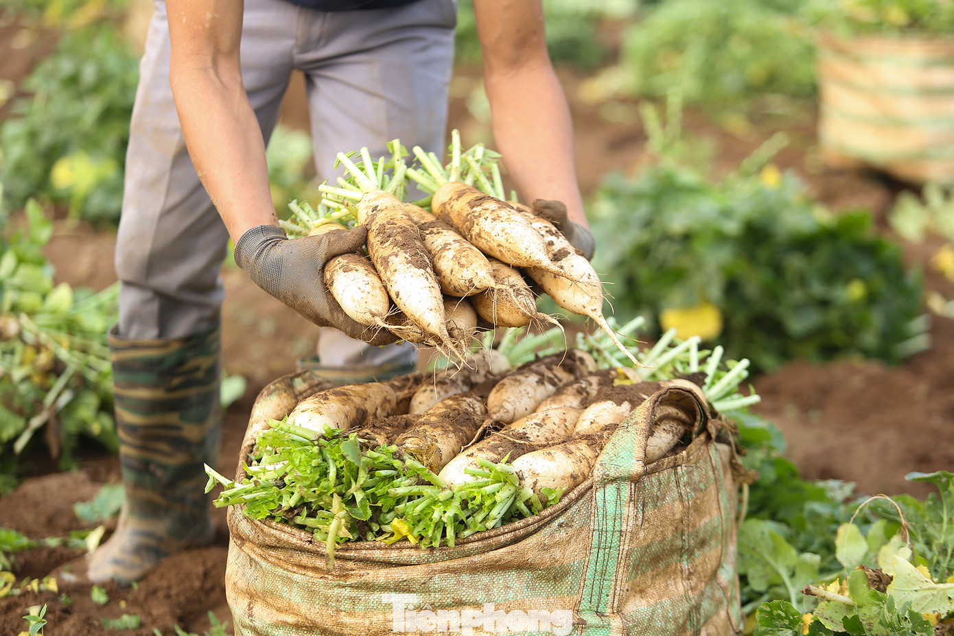 Không chỉ có vị hăng cay đăng đắng đặc trưng của giống củ cải khi ăn sống, loại củ này còn có thịt củ giòn, mịn và không hề bị xốp.