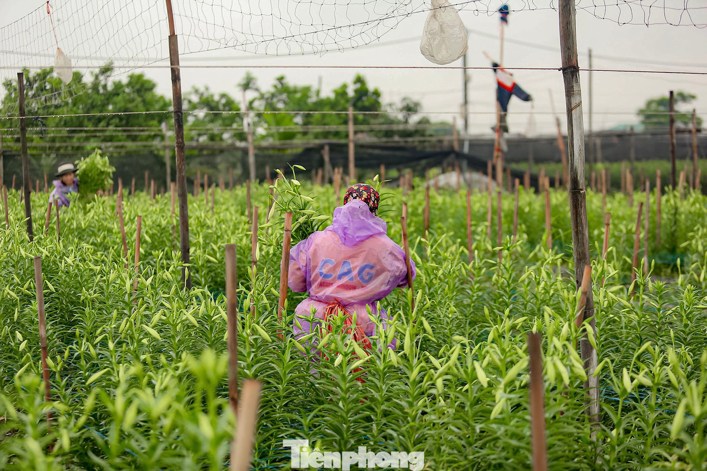 Thông thường, loa kèn sẽ được cắt từ 6 giờ sáng để đảm bảo độ tươi nhất khi giao ra chợ bán.