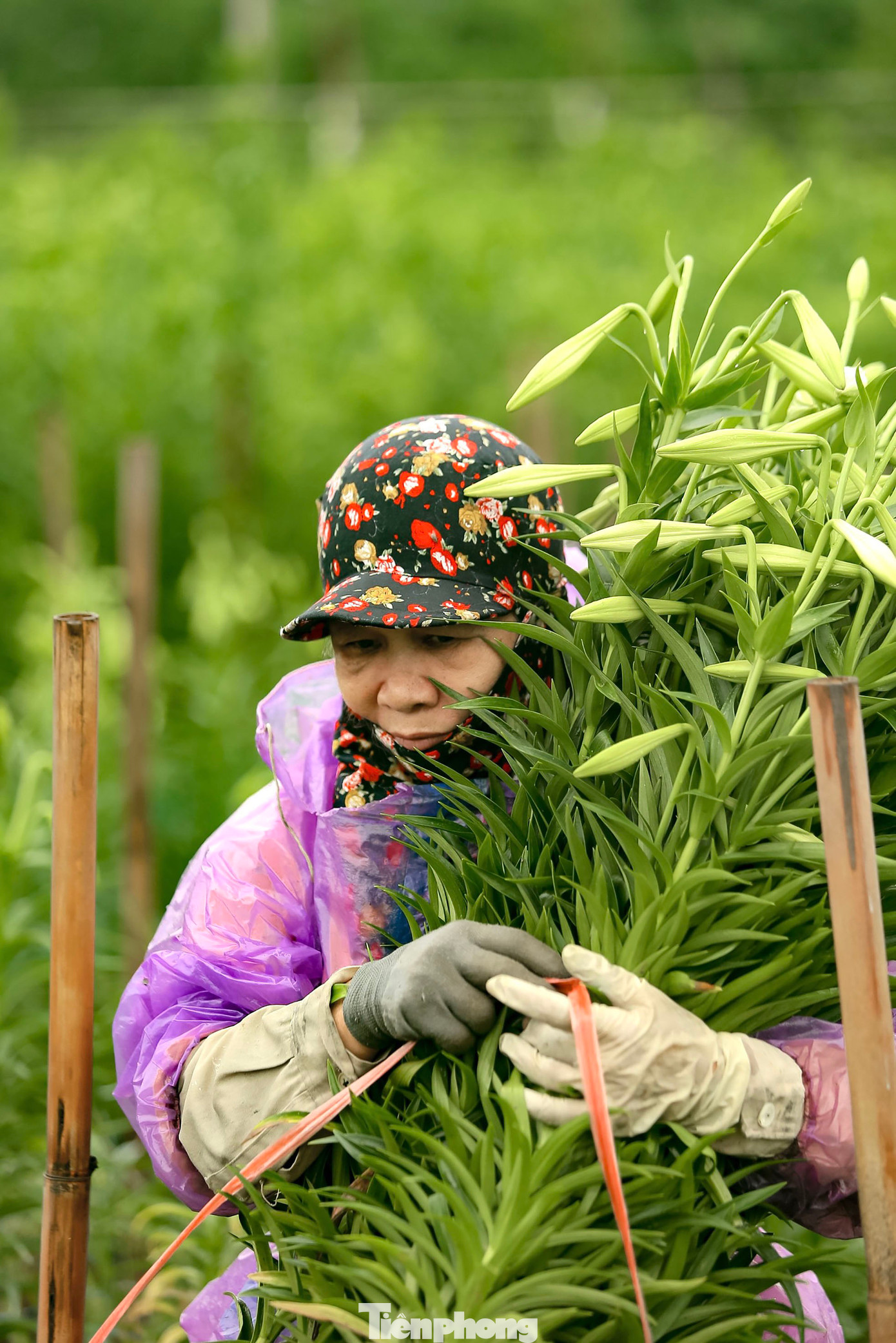 Bà Liên (người trồng hoa làng Hạ Mỗ) chia sẻ: “Việc chăm sóc hoa loa kèn phụ thuộc vào nhiều yếu tố, quan trọng nhất là thời tiết và kinh nghiệm. Về thời tiết, nếu năm nào mưa thuận thì hoa đạt tiêu chuẩn, mỗi cành có từ 3 tới 4 loa. Còn nếu năm nào mưa ít thì cần phải bù nước cho cây bằng cách tưới tiêu hợp lý, chăm bón đúng thời điểm. Khi thu hoạch thì cũng phải chọn lúc thời tiết râm mát, không thu hoạch lúc trời mưa hoặc khi trời quá nắng vì nếu thu hoạch vào thời điểm đó thì hoa sẽ không còn tươi, dễ bị hỏng”.