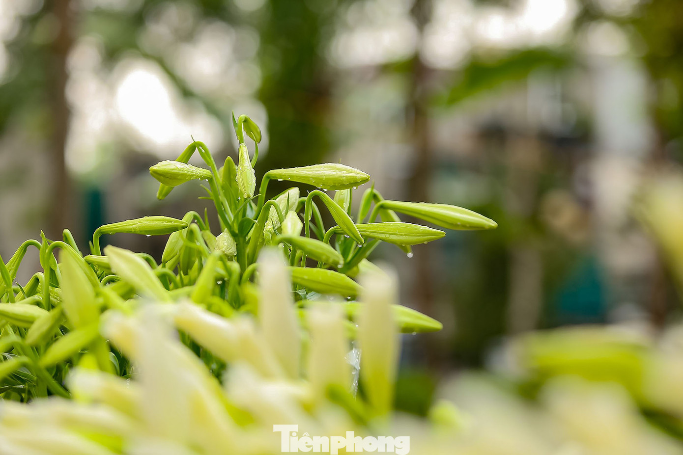 Đến mùa hoa nở, chúng sẽ tỏa mùi hương dễ chịu, không nồng mà rất nhẹ nhàng, mang đến cho mọi người vẻ khoan khoái, dễ chịu.