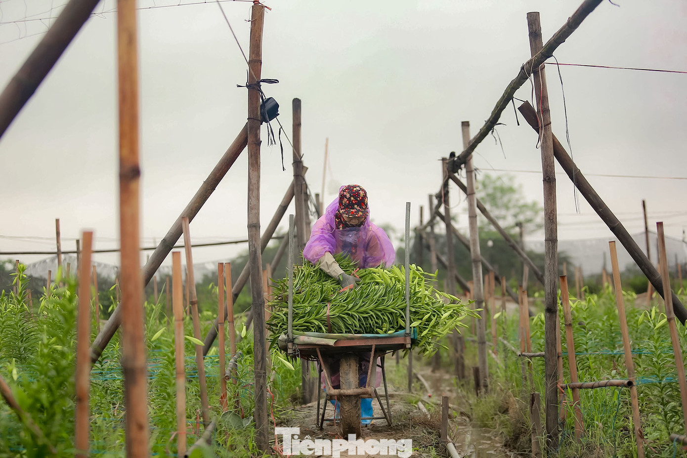 Những bó loa kèn sau khi cắt được chất lên xe để mang bán buôn, tại các chợ ở các khu vực nội thành và lân cận. Hoa loa kèn từ đó đến các tiệm hoa bán lẻ và rong ruổi trên các xe hoa đi khắp các con phố của Thủ đô.