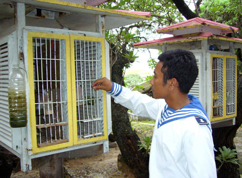 Quen thân từ tiếng chim gù trên sóng