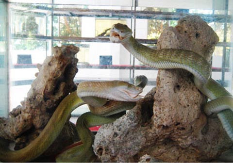 Tiêu bản rắn hổ mây ở Trại rắn Đồng Tâm. Ảnh internet