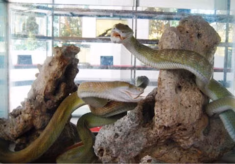 Tiêu bản rắn hổ mây ở Trại rắn Đồng Tâm. Ảnh internet