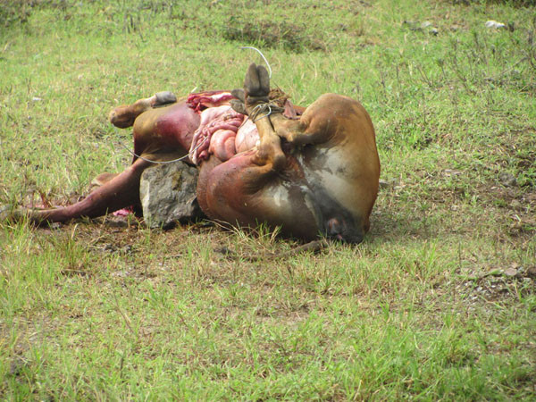 Bò của người dân chết do ô nhiễm từ Nhà máy đạm Ninh Bình