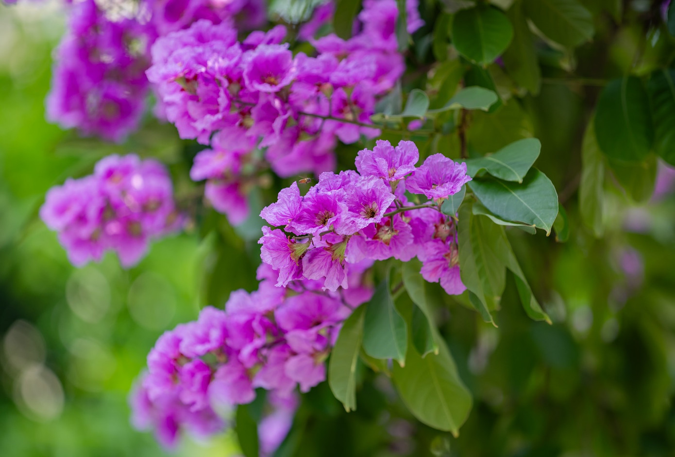 Trên cung đường vòng sau tổ hợp căn hộ Parklane luôn cuốn hút cư dân Ciputra ở mọi lứa tuổi ghé qua chụp ảnh check-in.