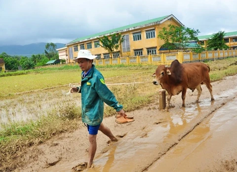 Cũng có người may mắn khi con bò của họ thoát chết trong lũ. Ông Tuấn, xã Hành Thiện, sau một buổi đi tìm đã tìm thấy con bò của ông bị dòng nước lũ cuốn trôi đi hơn 2 km