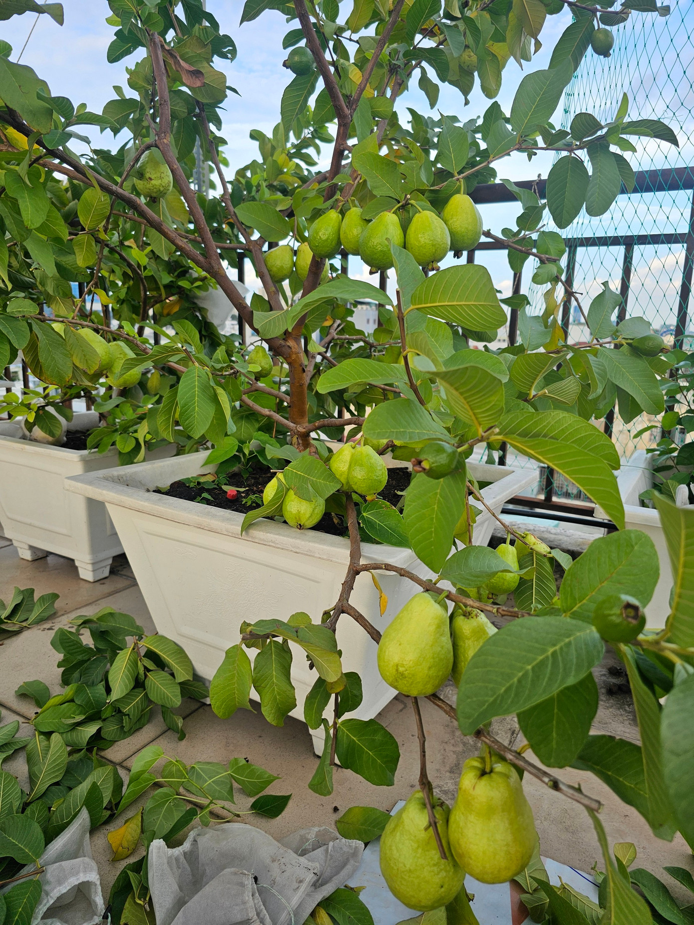 Những chậu cây ăn quả "nhỏ nhưng có võ", sai trĩu trịt.