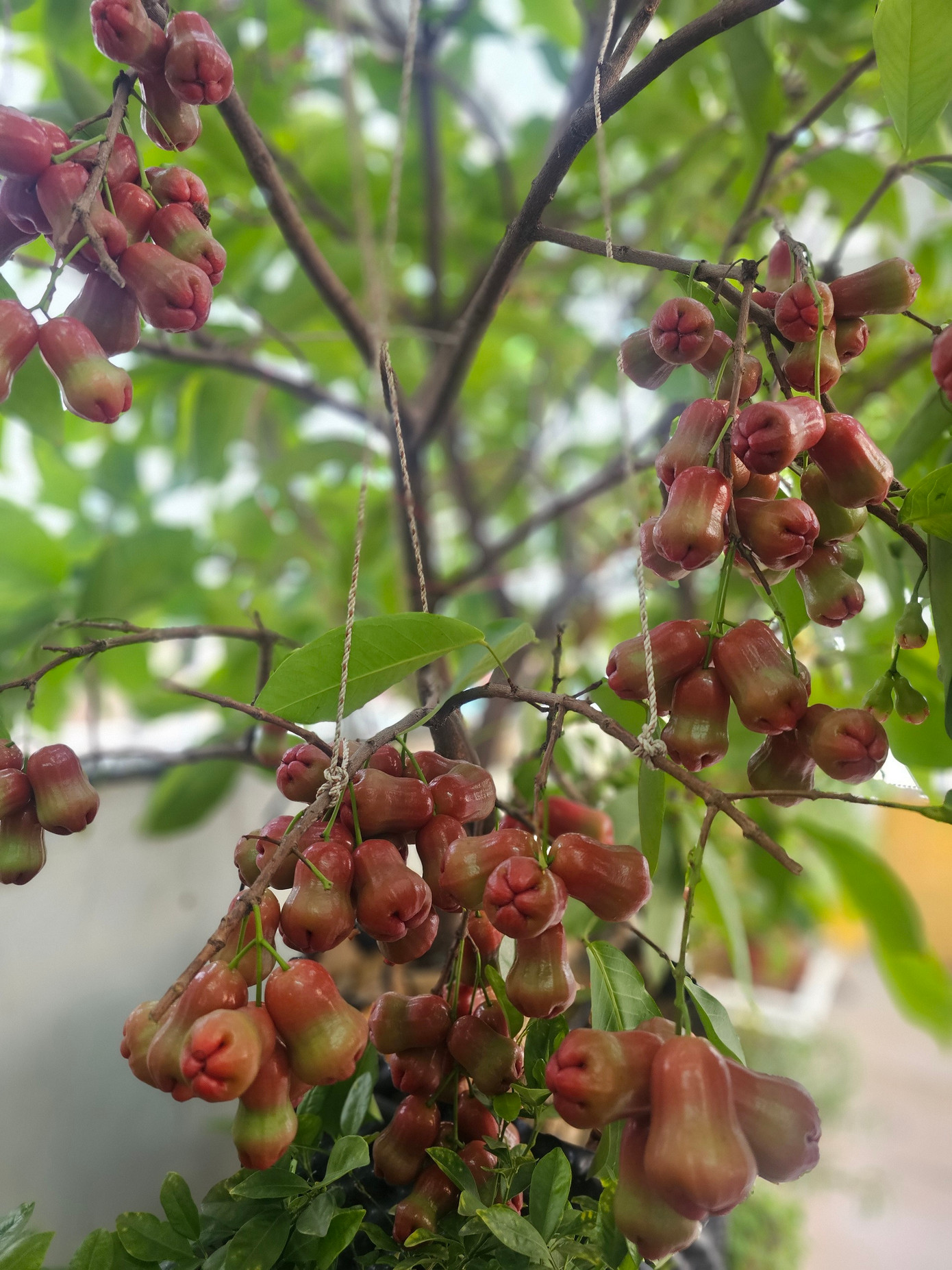 Những chậu cây ăn quả "nhỏ nhưng có võ", sai trĩu trịt.