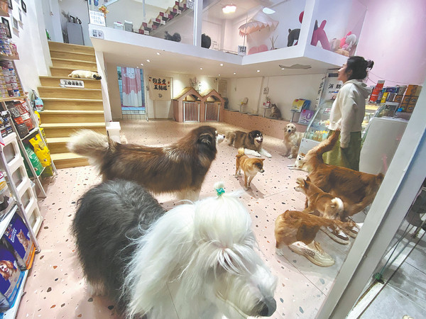 Đàn chó chào đón khách tới một tiệm cafe.