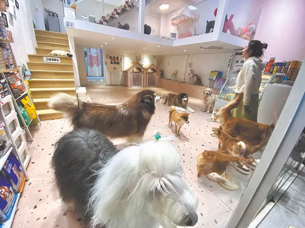 Đàn chó chào đón khách tới một tiệm cafe. Đàn chó chào đón khách tới một tiệm cafe.