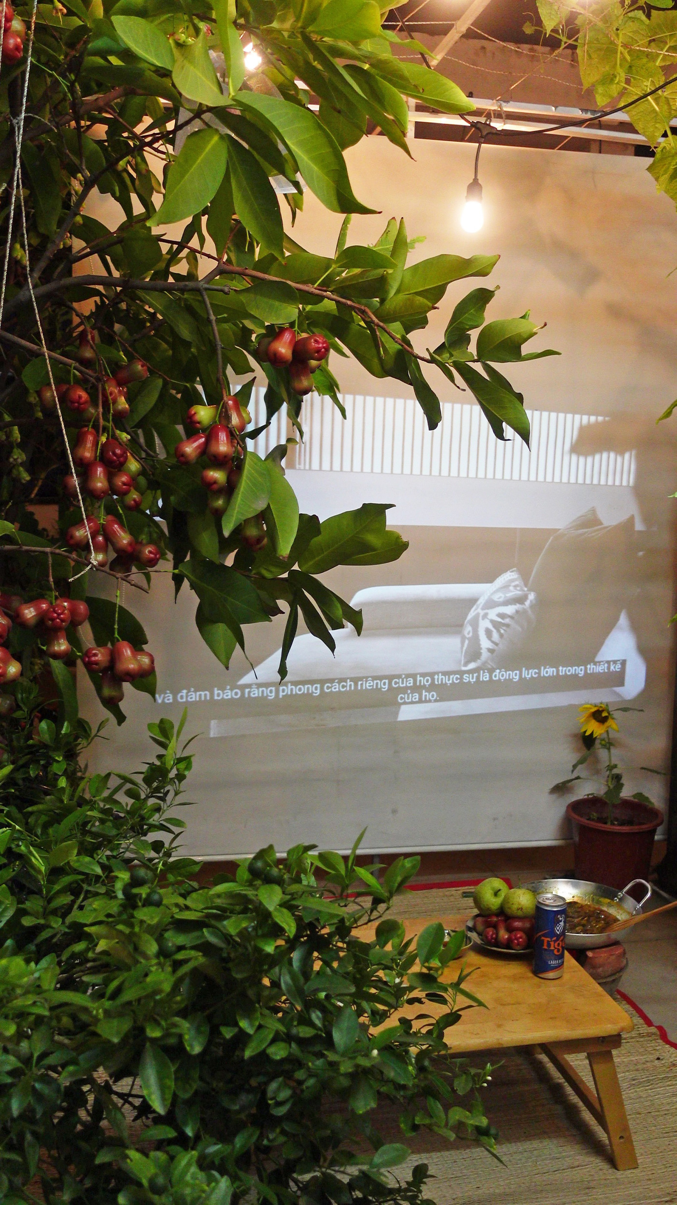 Khu vườn phía dưới, ngay trước cửa phòng trở thành không gian thư giãn mỗi tối của anh Trí.