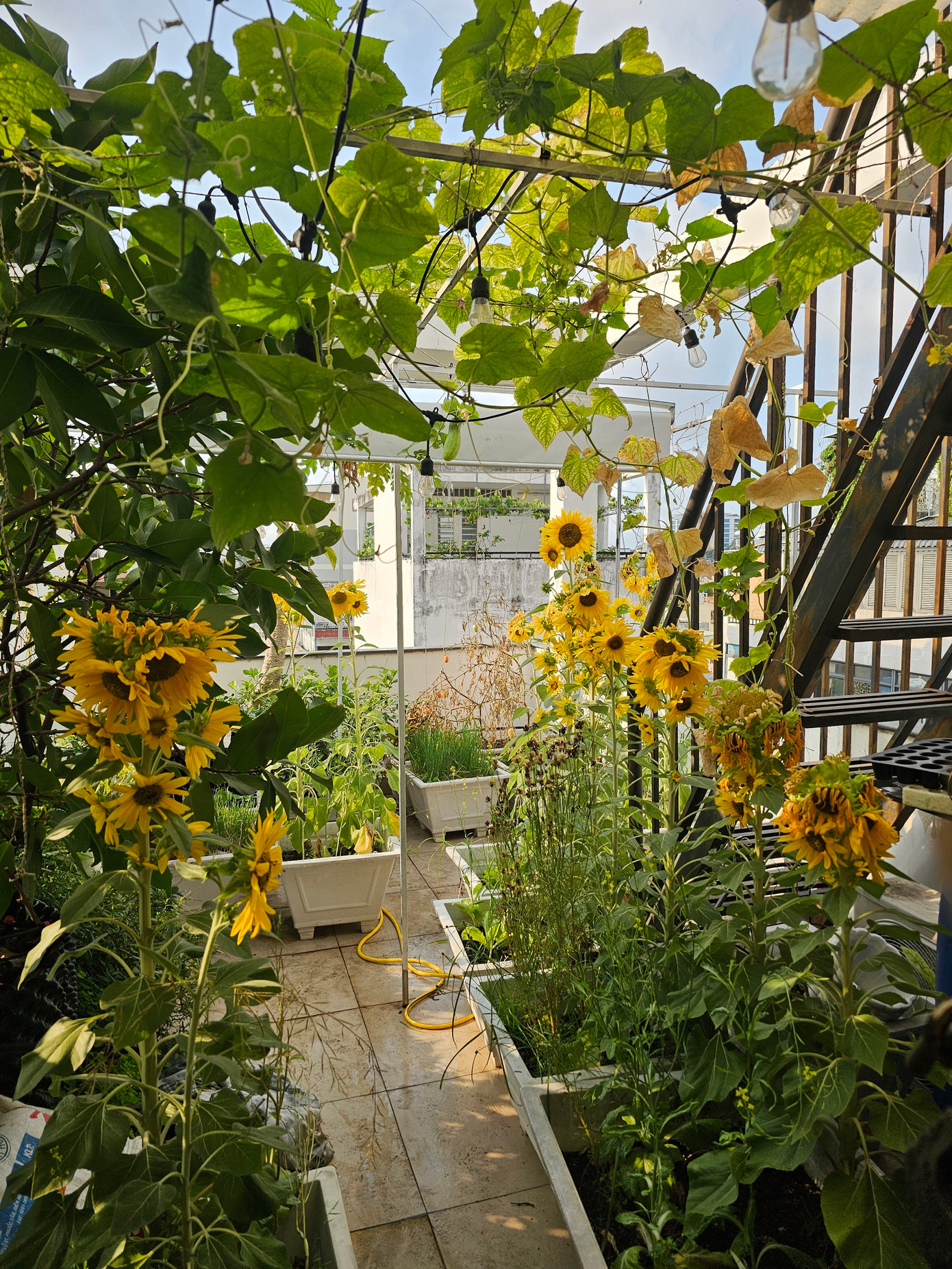 Khu vườn được "thay áo" trồng hoa dịp Tết.