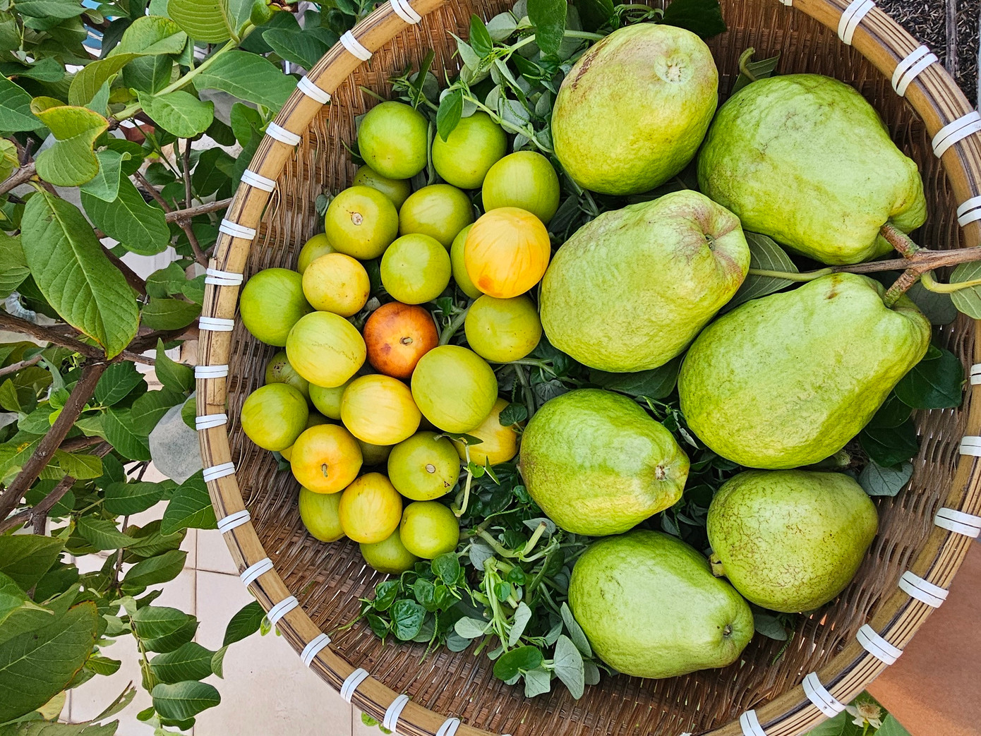 Những chậu cây ăn quả "nhỏ nhưng có võ", sai trĩu trịt.