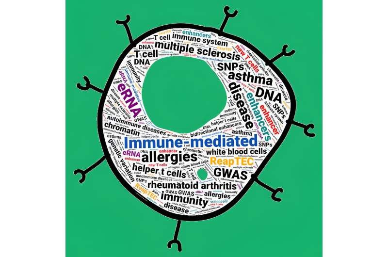 Phân tích sâu hơn dữ liệu GWAS cho thấy nhiều bệnh do miễn dịch gây ra, như bệnh đa xơ cứng và viêm khớp dạng thấp, có liên quan đến các biến thể di truyền trong các chất tăng cường này. (Ảnh: RIKEN)