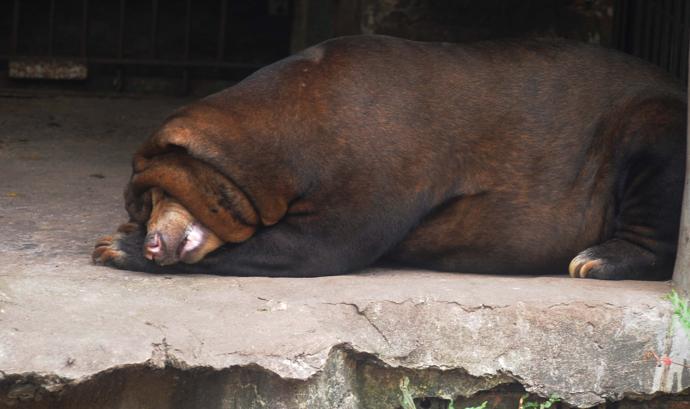 Cách chú gấu thu mình ngủ trưa Cách chú gấu thu mình ngủ trưa