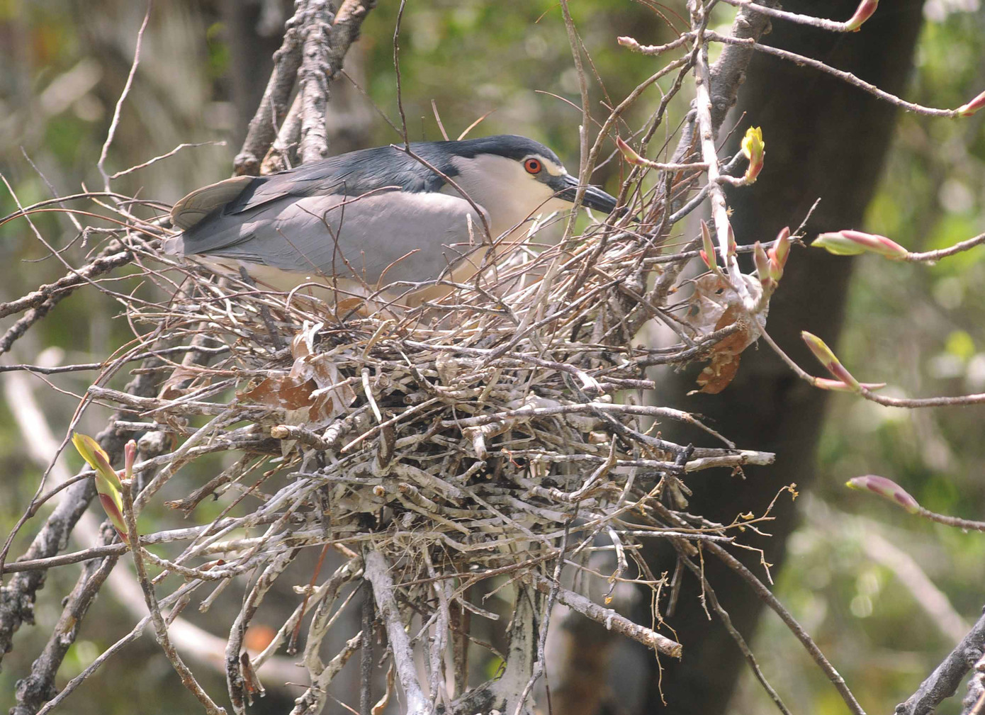 Một chú chim làm tổ với màu sắc gần giống với lông của chúng Một chú chim làm tổ với màu sắc gần giống với lông của chúng