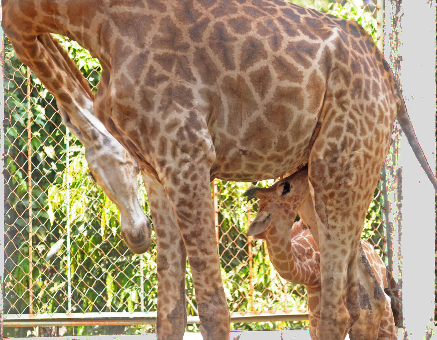Hươu cao cổ con sinh ra tại Thảo Cầm Viên Sài Gòn đang bú mẹ Hươu cao cổ con sinh ra tại Thảo Cầm Viên Sài Gòn đang bú mẹ