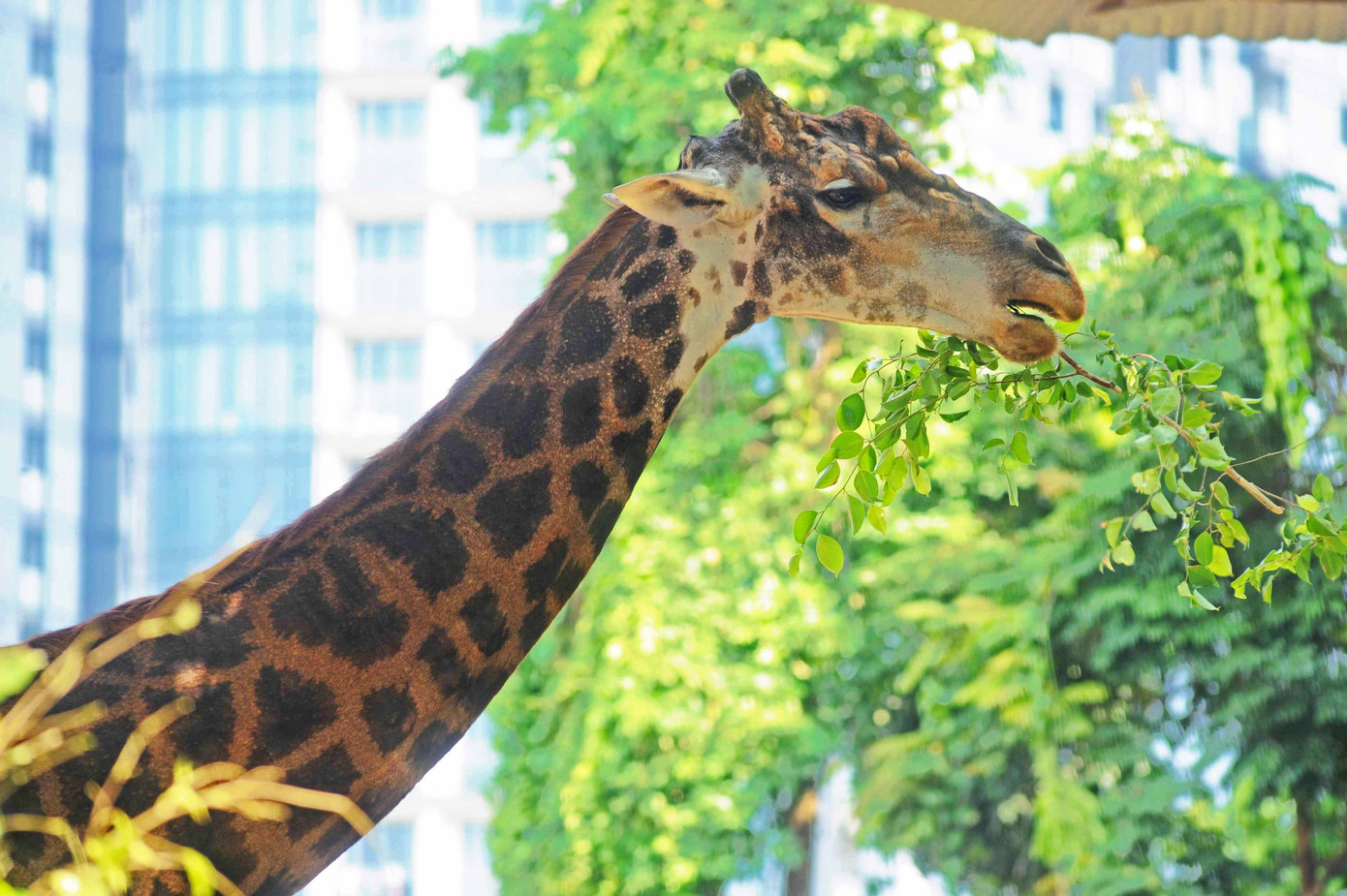 Hươu cao cổ thích nghi với cuộc sống ở Việt Nam Hươu cao cổ thích nghi với cuộc sống ở Việt Nam