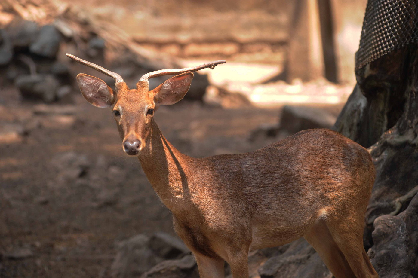 Nai Cà Tông sống ở Việt Nam, Ấn Độ, Thái Lan... Nai Cà Tông sống ở Việt Nam, Ấn Độ, Thái Lan...