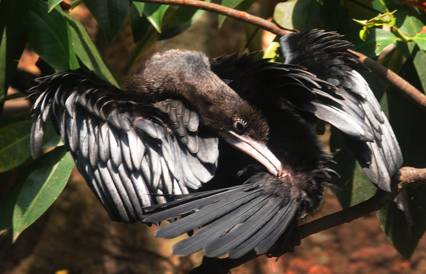 Chim non đang mọc lông măng Chim non đang mọc lông măng