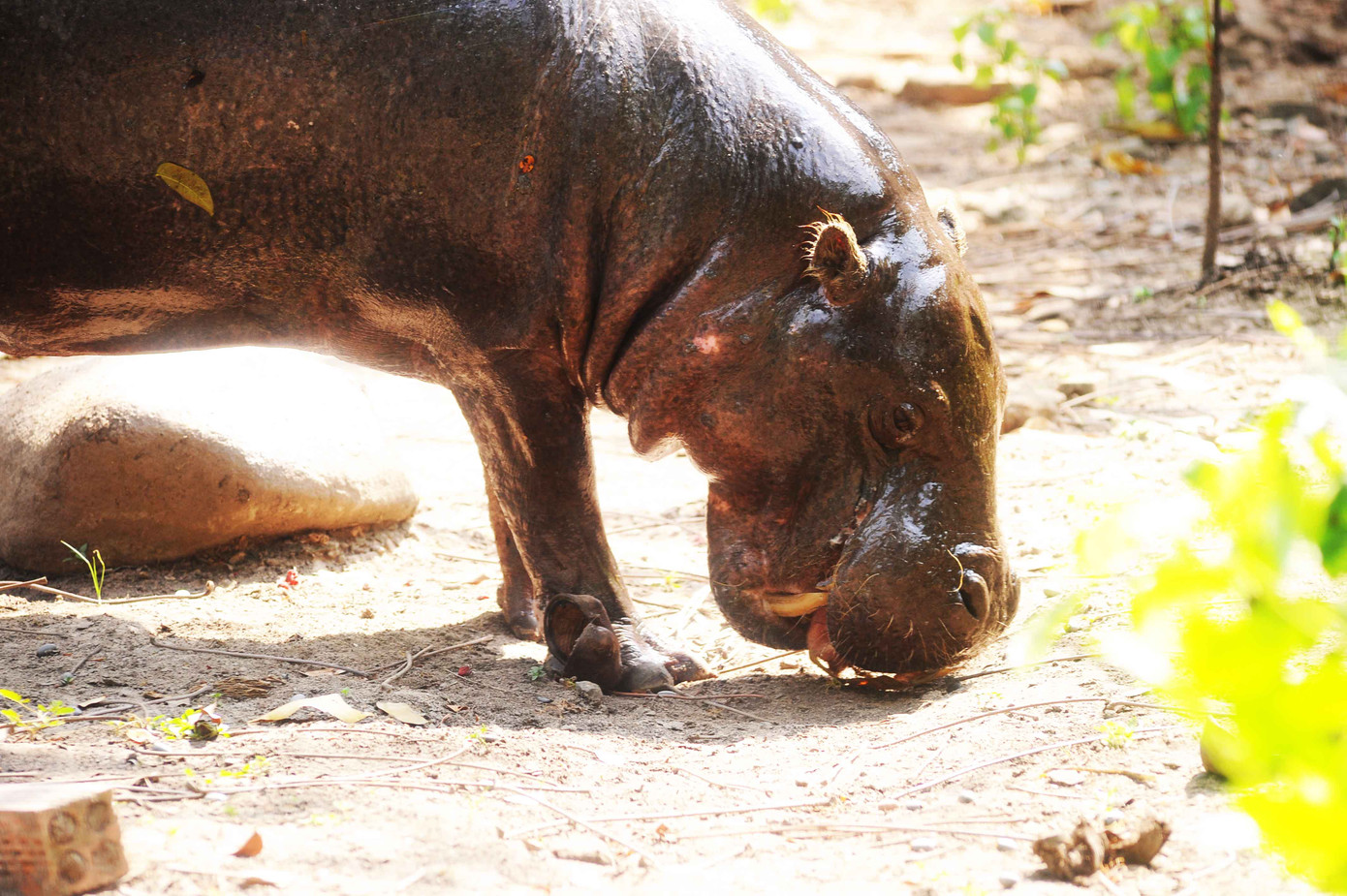 Hà Mã lên bờ Hà Mã lên bờ
