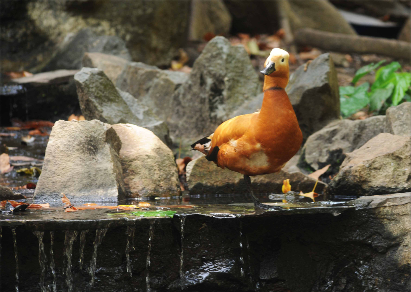 Một chú vịt vàng châu Âu cũng có mặt tại đây cùng các giống chim bản địa Một chú vịt vàng châu Âu cũng có mặt tại đây cùng các giống chim bản địa