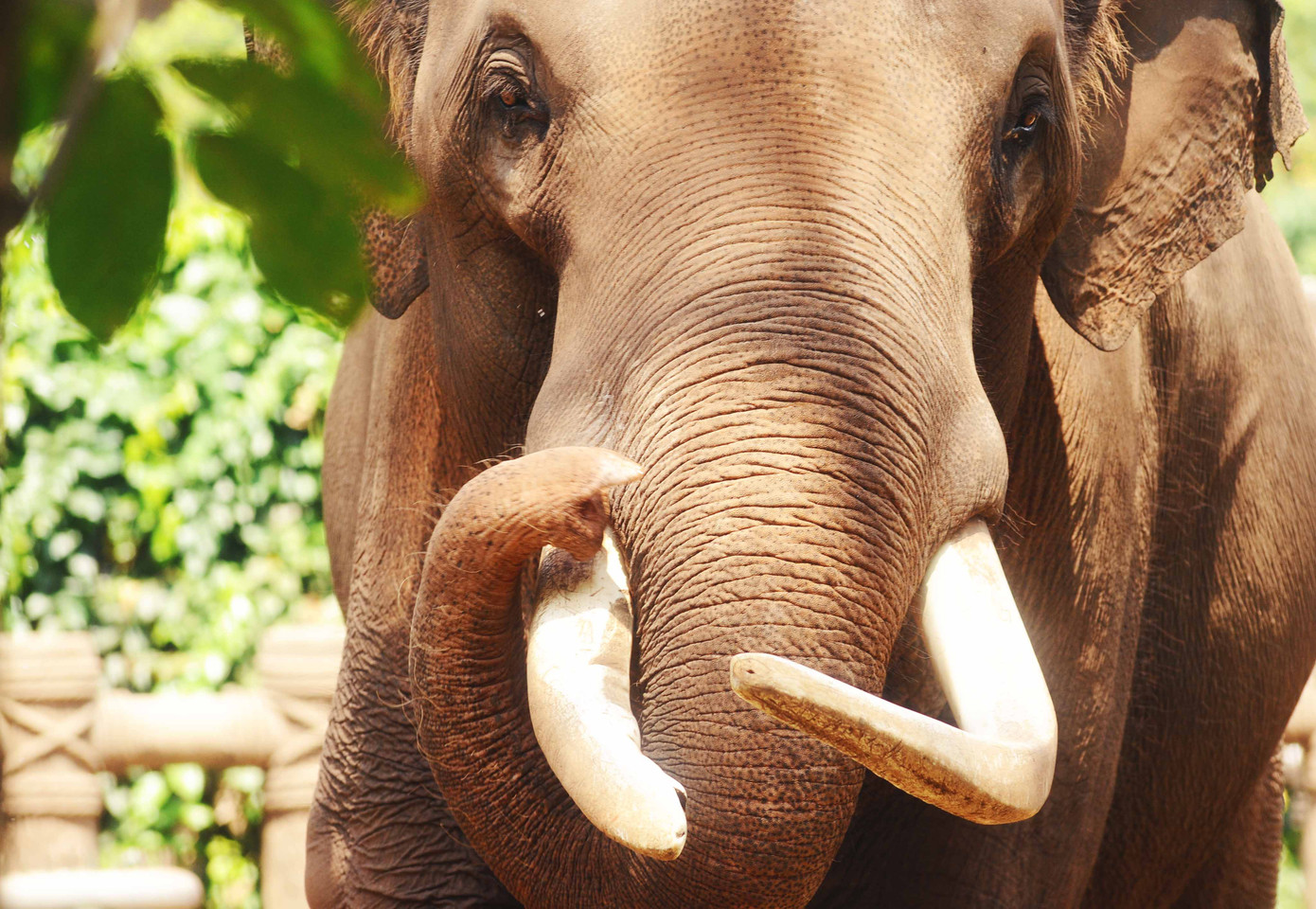 Bác voi với cặp ngà đã mòn Bác voi với cặp ngà đã mòn