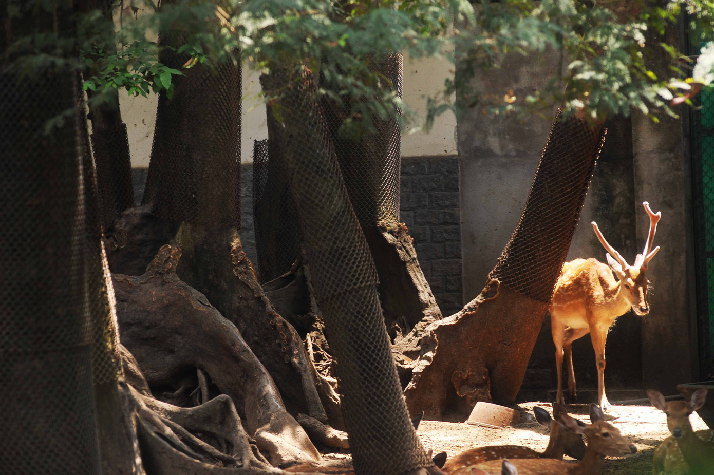 Hươu sao (tại Việt Nam đã tuyệt chủng trong thiên nhiên) Hươu sao (tại Việt Nam đã tuyệt chủng trong thiên nhiên)