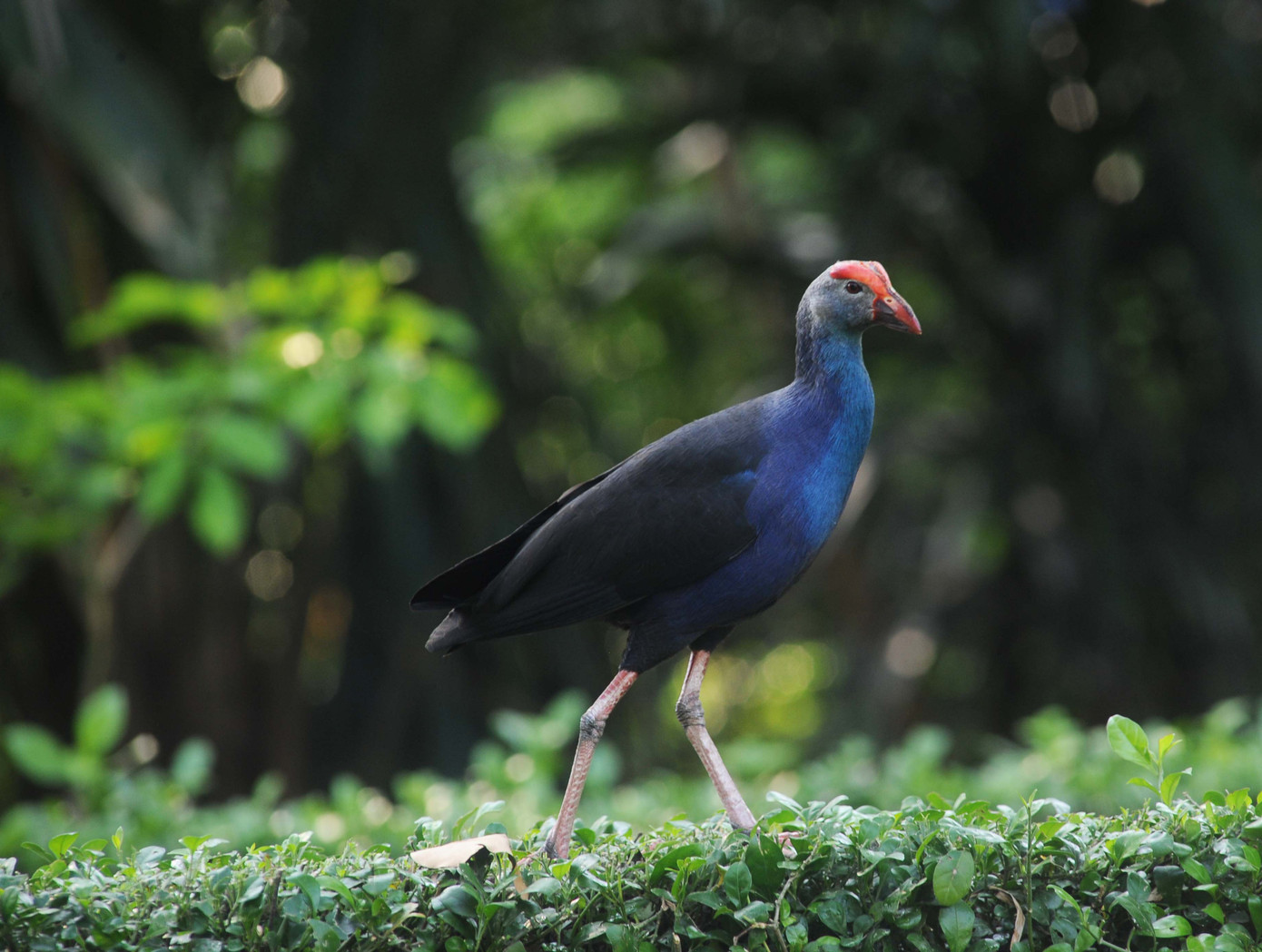 Chim chóc dạo chơi trong môi trường tự nhiên Chim chóc dạo chơi trong môi trường tự nhiên